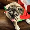 luvmypugs7